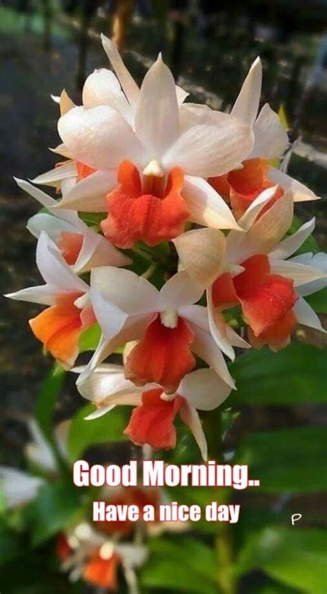 苗栗縣地名由來 good morning orchid